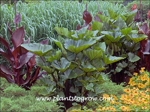 Coffee Cups Elephant Ears flanked by dark foliage Cannas and in the background a planting of Panicum Dallas Blues.